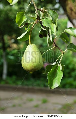 Green Pear