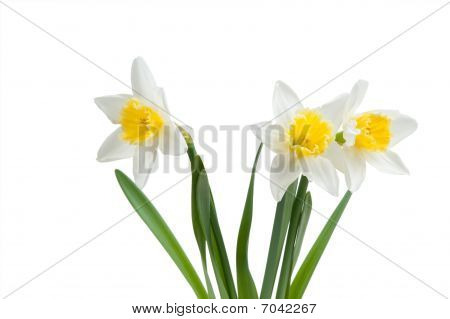 Smukke forår Narcissus