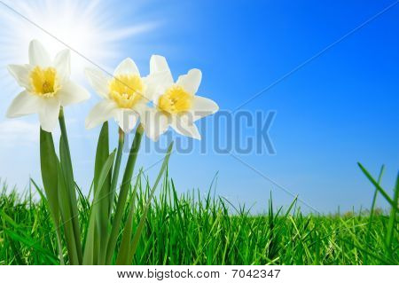 Græs og smukke Narcissus