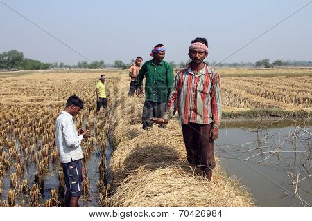 BAIDYAPUR, INDIA - DEC 02: An unidentified farmer havesting rice on rice field on Dec 02, 2012 in Baidyapur, West Bengal, India. This is partly the work of farmers in Bengal.