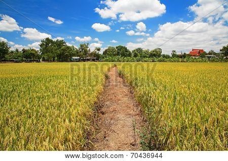 Way On Green Rice Field Against Blue Sky