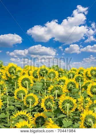 Sunflower field
