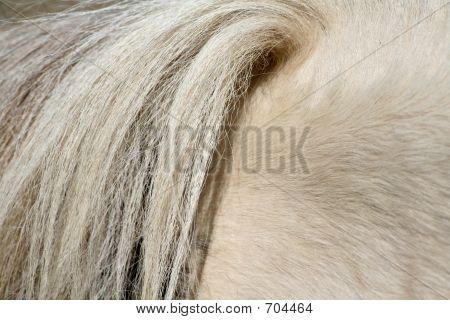 Queue de cheval