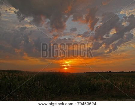 Sunset Over Cornfield