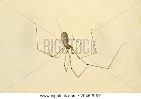 Home Spider