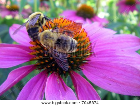 Two bees on echinacea