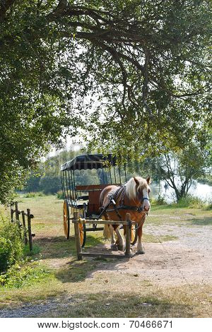 Horse With Carriage In Village
