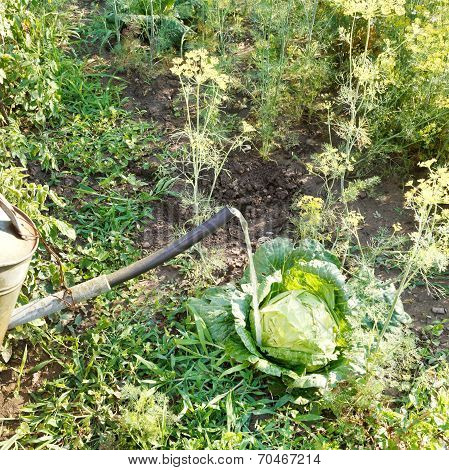 Watering Kale From Handshower In Garden