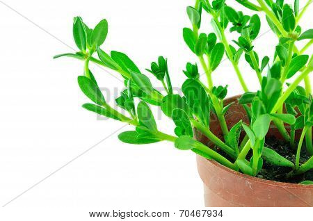 Pusley In Pot
