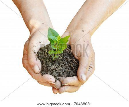 Soil And Green Sprout In Farmer Hands