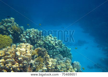 coral reef