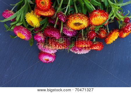 Bouquet of Everlasting flowers