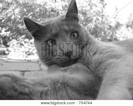 Stare macska
