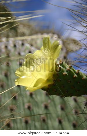黄色の花を持つサボテン