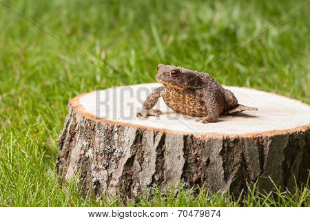 frog on the tree stump and green grass