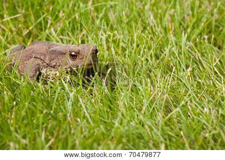 Gray frog sitting on green grass