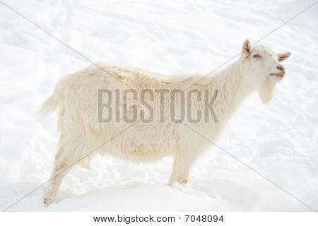 Ziege