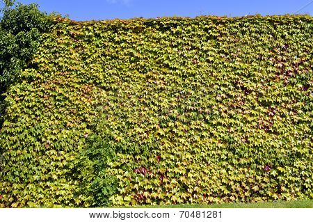 Boston ivy Latin name Parthenocissus tricuspidata Veitchii