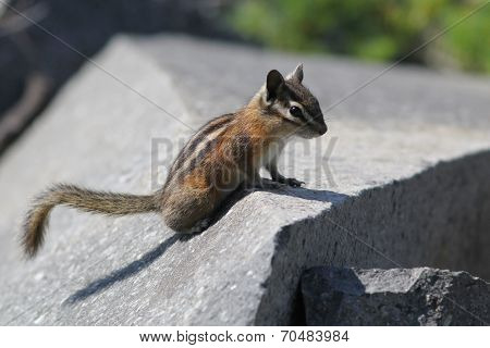 Yellow-Pine Chipmunk on a Rock