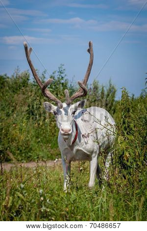 Female reindeer or caribou outdoors