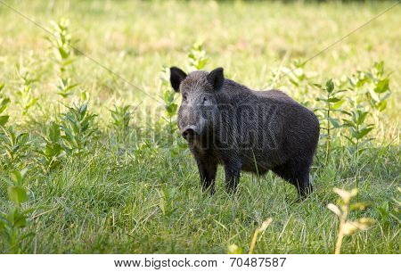 Wild Boar (sus)