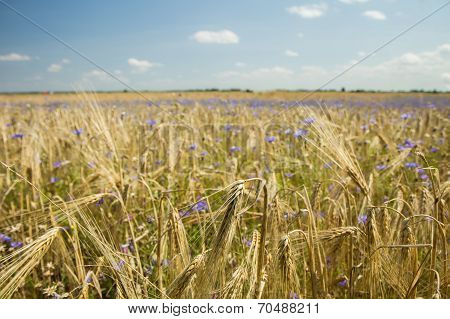 Gold Grains Before Harvest