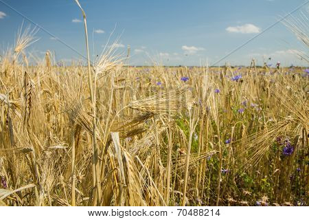Grains Before Harvest