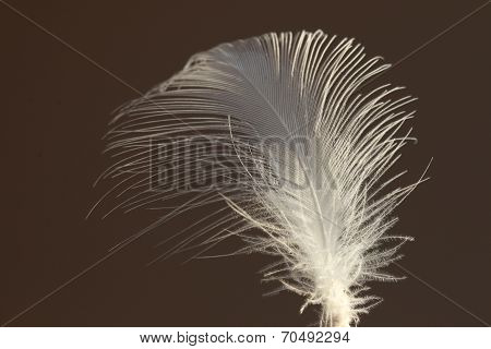 White Feather
