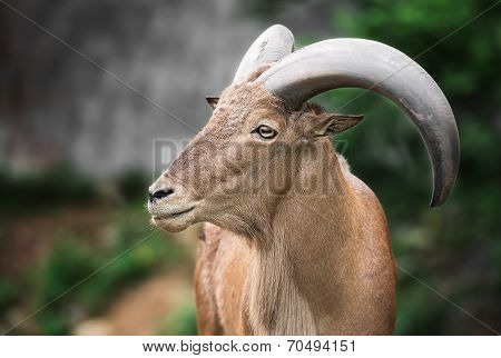 Barbary Sheep