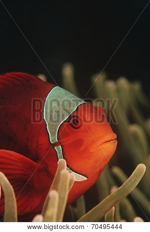 Raja Ampat, Indonesia, Pacific Ocean, spinecheek anemonefish (Premnas biaculeatus), close-up