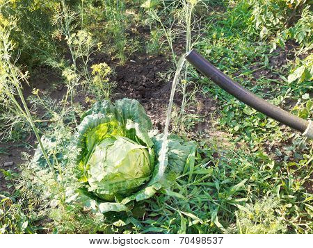 Watering Cabbage From Handshower In Garden