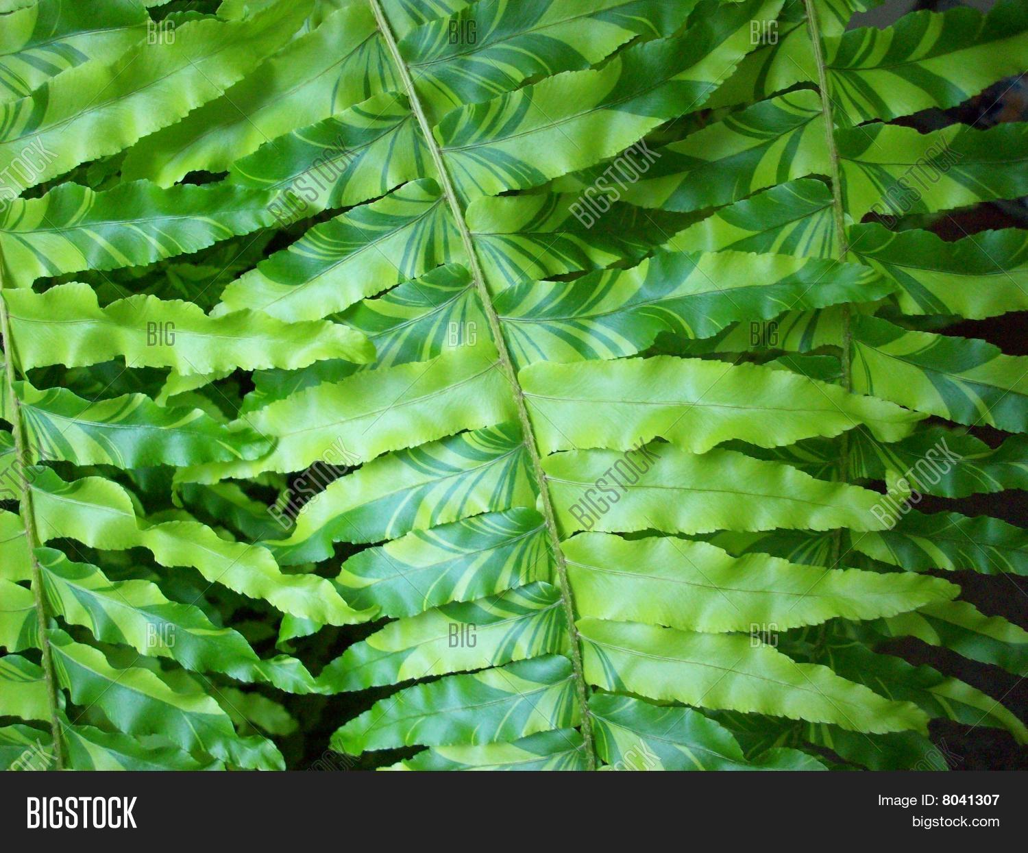 Variegated Fern Image & Photo (Free Trial) Bigstock