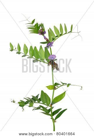 Bush Vetch (vicia Sepium)