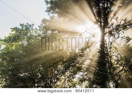 Flare Between Trees