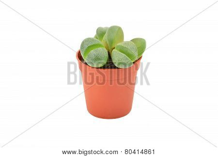 Succulent plant Lithops