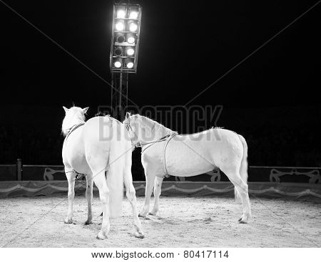 Two Horses