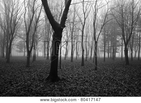 Winter Park