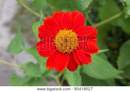Red Flower