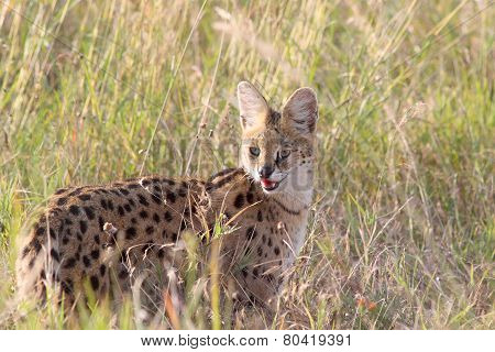 Serval Wildcat In Savannah Of Serengeti Tanzania