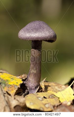 Cortinarius Violaceus