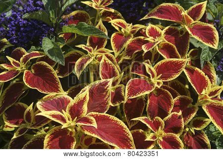 Coleus