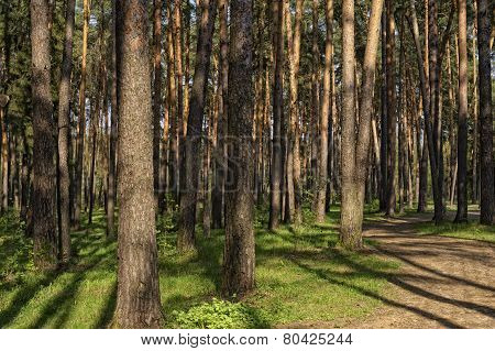 Pinewood