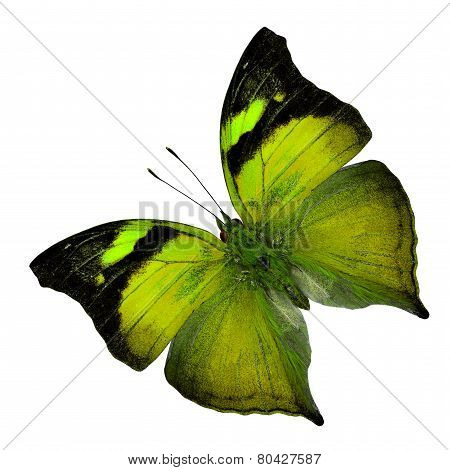 Beautiful yellow butterfly in fancy color profile isolated on white background