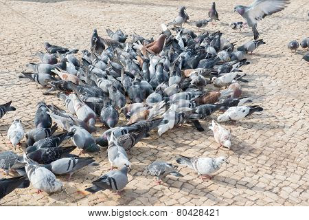 Pigeons frenzy feeding