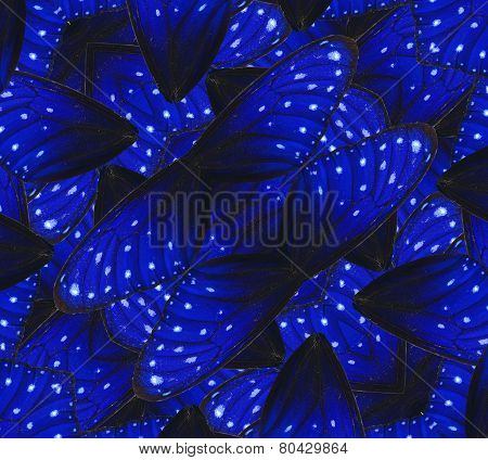 Blue background texture made of Stripe Blue Crow Butterfly's wings