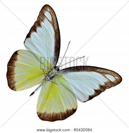 Chocholate Albatross butterfly lower wing profile in natural color isolated on white background
