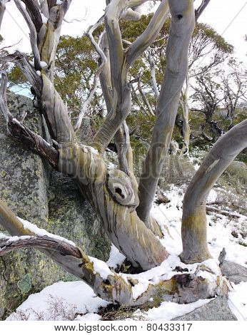 A colorful tree with white snow
