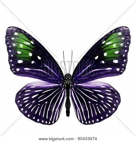 Close up of Female Stripe blue brow butterfly in blue and green fancy color profile isolated on white background