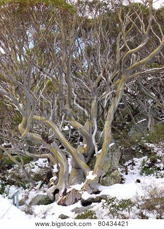 Trees in the Australian mountains