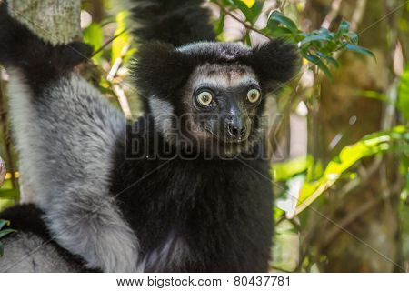 Indri, The Largest Lemur Of Madagascar